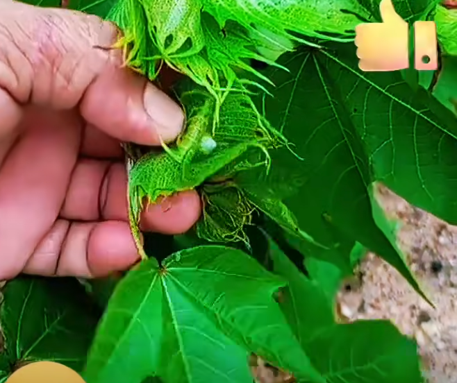 La Planta de Algodón: Usos Tradicionales y Preparaciones Naturales Seguras