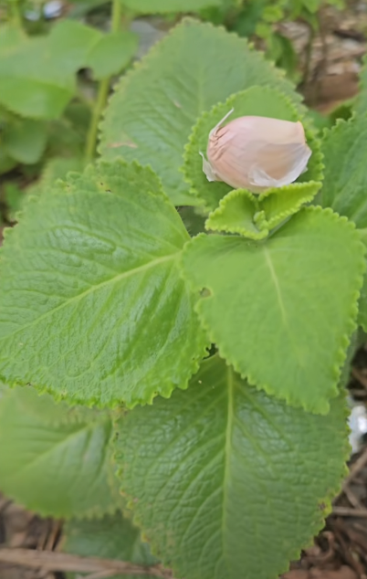 🌿 Mezcla natural de orégano cubano y ajo: beneficios y formas de uso