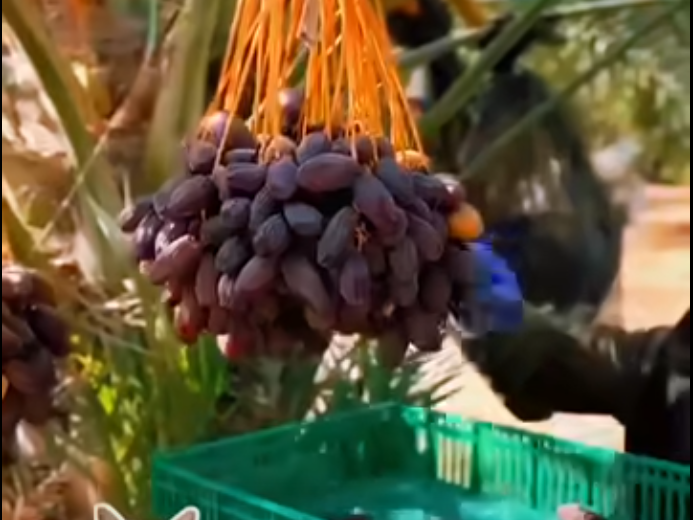 Energía Natural y Cómo Integrarlos en tu Rutina Diaria