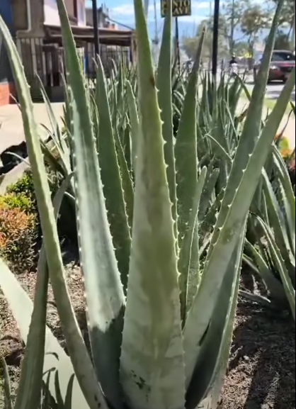 EL PODER DEL ALOE HERVIDO: REGENERACIÓN TOTAL CONTRA LA GASTRITIS CRÓNICA
