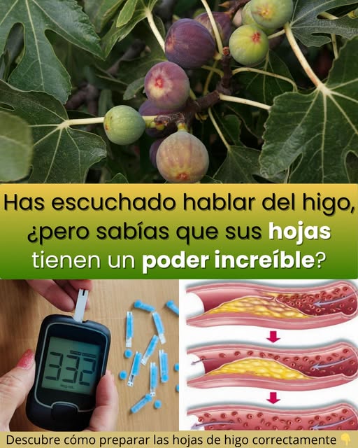 Hojas de Higo: Guía Práctica para Integrarlas de Forma Segura en tu Bienestar Diario