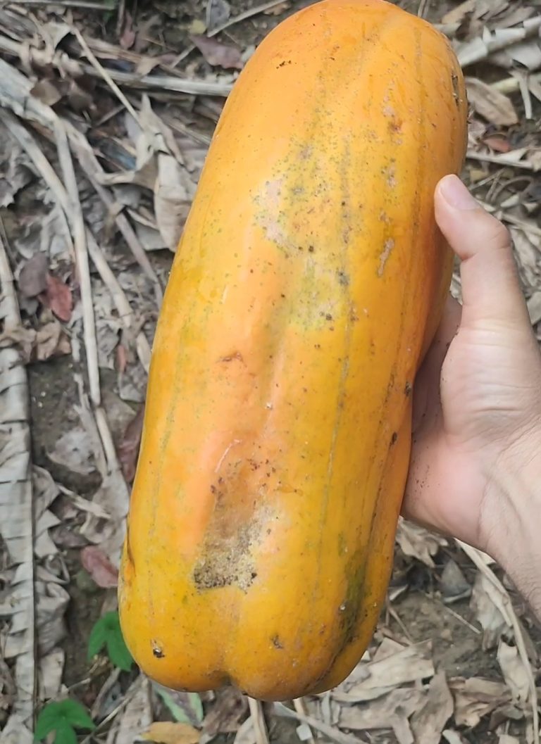 Energía Natural en un Vaso: Guía Práctica con Papaya, Cúrcuma y Jengibre