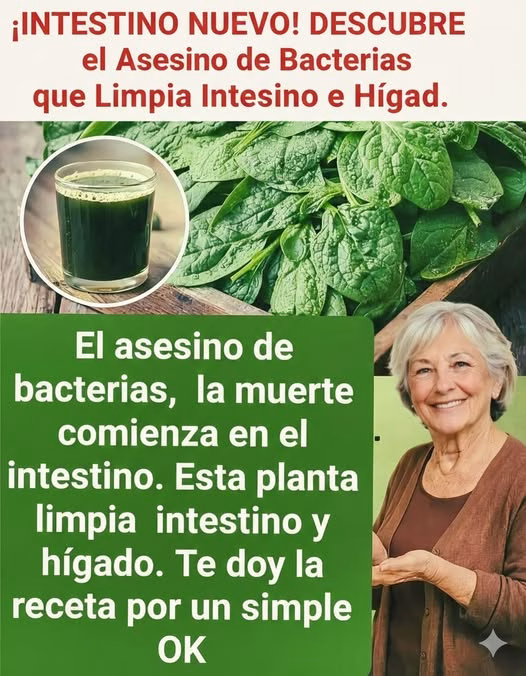 🌿 Esta Planta Verde Está Ganando Popularidad por sus Beneficios Digestivos Naturales
