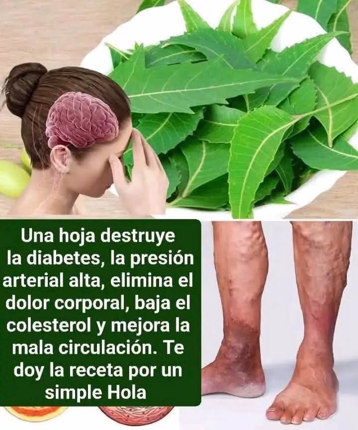 Descubre las hojas de neem: usos tradicionales y lo que debes saber sobre esta planta