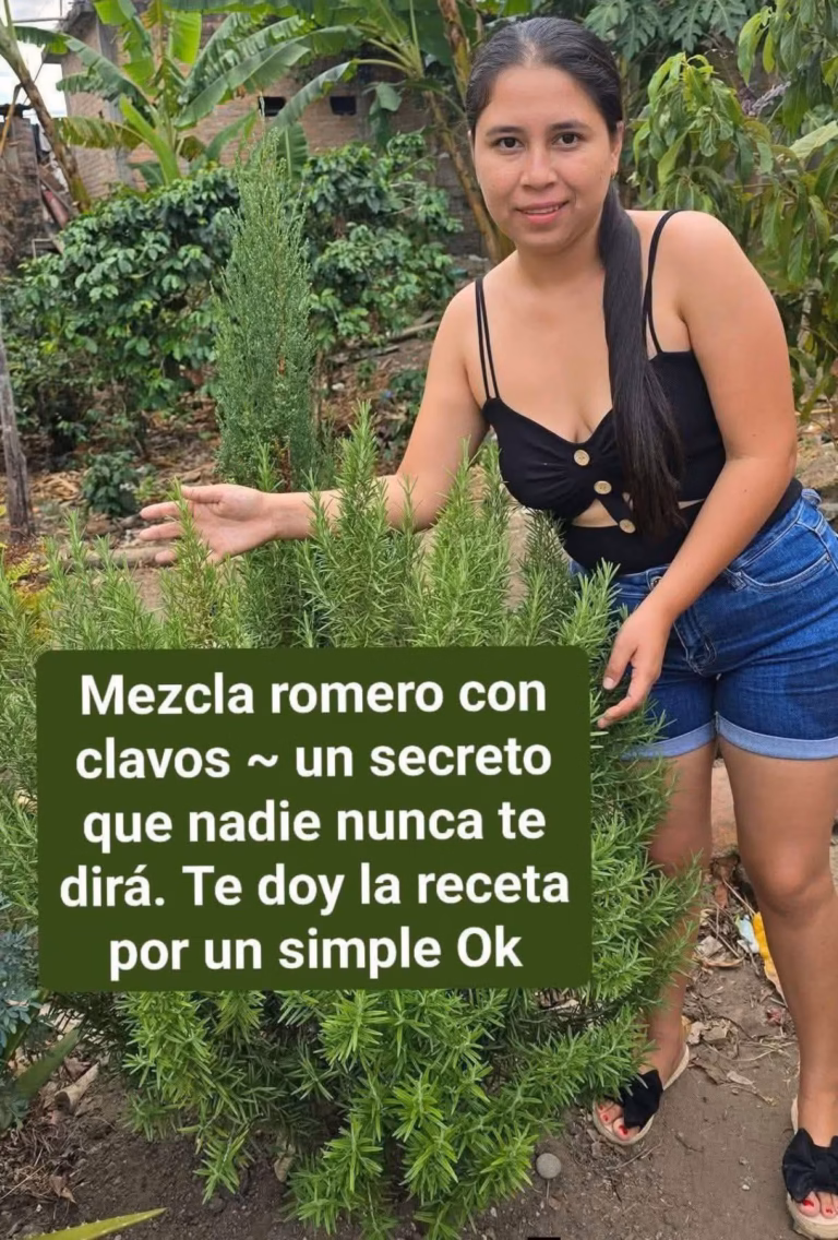 🌿☕ Toma Té de Romero y Descubre lo que Puede Aportar a tu Bienestar Diario