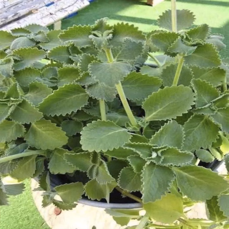 Orégano Orejón: un aliado natural para cuidar la vista
