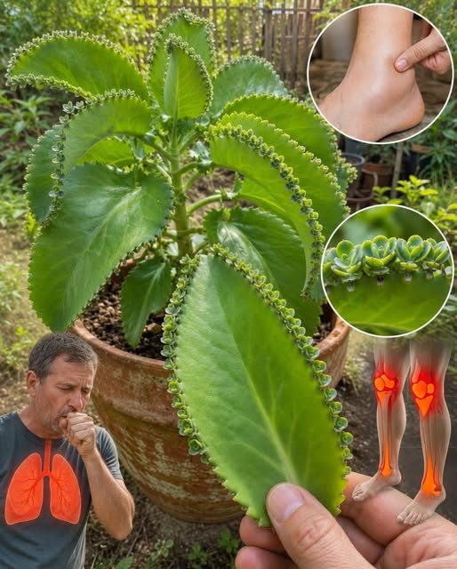 Kalanchoe: La Planta que Ha Despertado la Curiosidad de Muchas Personas por sus Usos Tradicionales 🌿✨