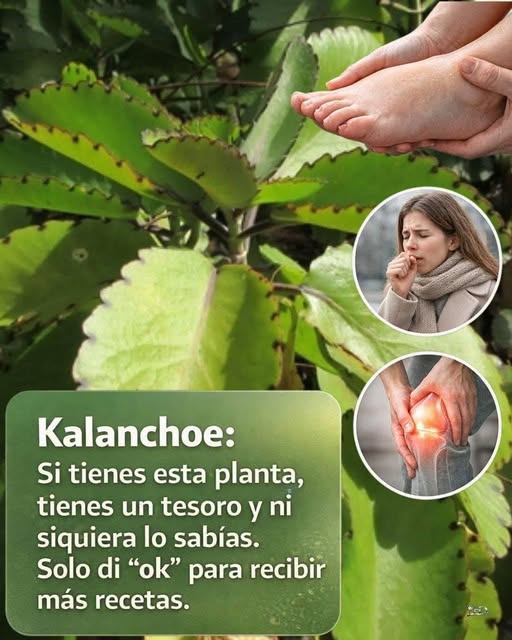 Kalanchoe: Una Planta con Fama de Sanadora y Mil Historias Detrás 🌿