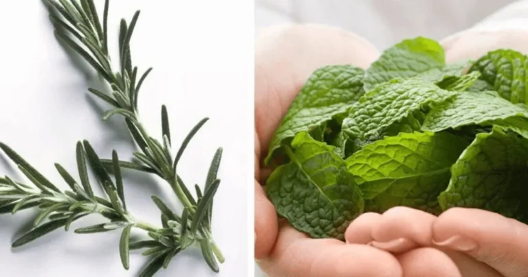 Hierbabuena y Romero para el Dolor Articular