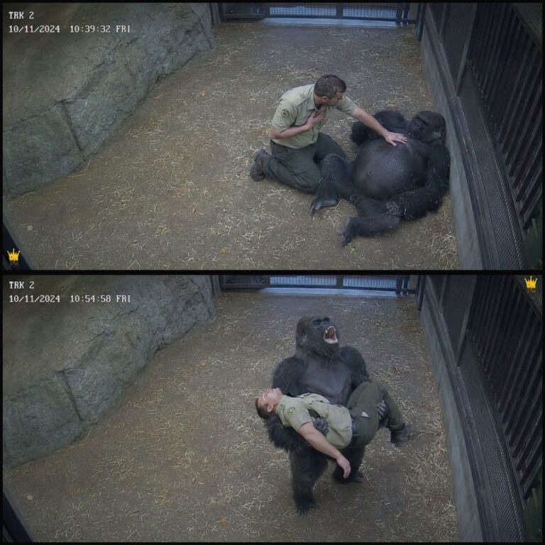 Hero Gorilla’s Cries Save Beloved Caretaker After Sudden Medical Emergency